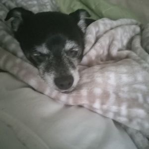 Meet your Posher, Sylvia